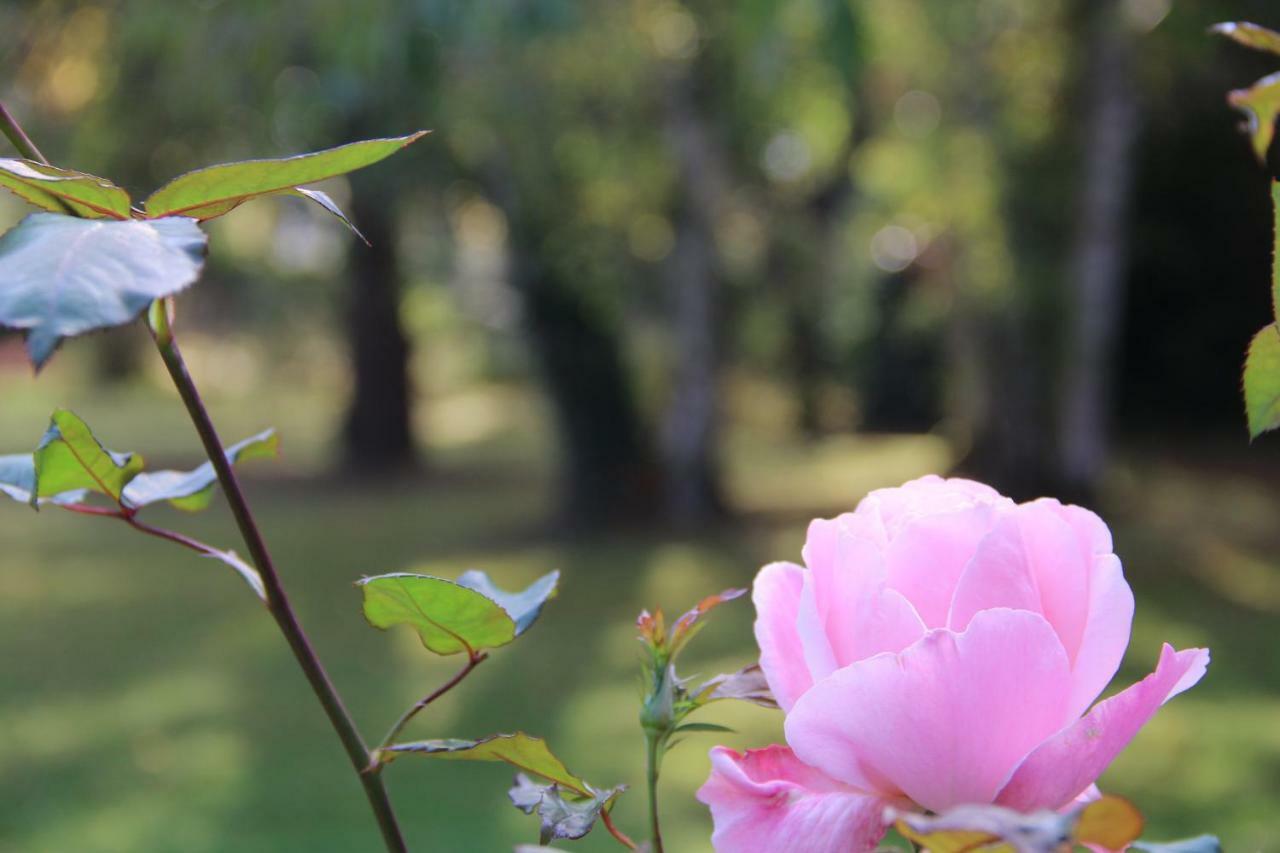 La Belle Monsoise Bed and Breakfast Εξωτερικό φωτογραφία